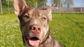 Mo Chara: Can you give Major the kind of home he deserves?