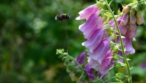 Nenagh and Roscrea to receive funding for sensory gardens