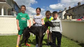 Retired greyhound Drive On Tipp has made a spot on the couch his own in the Hally family home in Cashel