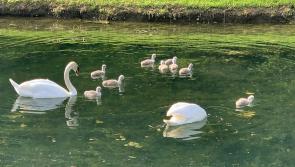 Former Tipperary farm leader says farmers can't be responsible for migratory birds