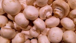 Horticultural employees required for the mushroom industry in Tipperary