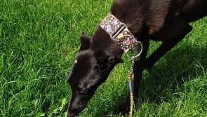 Mo Chara Animal Rescue: Tipperary’s Gem