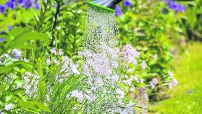 Gardening with James Vaughan: Watering tips for your garden