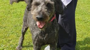 Mo Chara:  Pretty Labradoodle Poppy