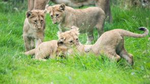 Fota Wildlife Park announces names of endangered Asian lion cubs