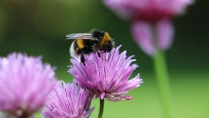 Gardening with James Vaughan: Bumble bees in abundance