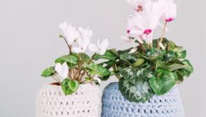 Gardening with James Vaughan: Watering plants while on holidays