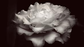 The late Mary Woods, Ballytarsna