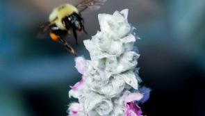 Gardening with James Vaughan: Plants for children