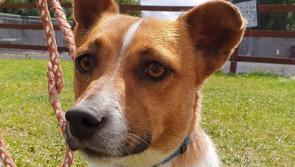 Mo Chara:  Wonderful Woody – You’ve got a friend in Me!