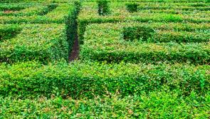 Gardening with James Vaughan: Garden fun with a  living maze