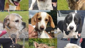 Mo Chara: When did dogs become so disposable?