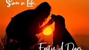 Mo Chara: Foster a dog, save a life