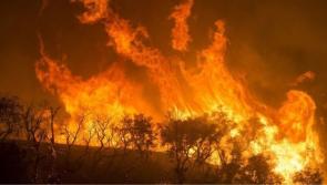 Tipperary farming: EU should scrap Mercosur while Amazon burns
