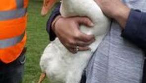 Distressed Goose is rescued in Tipperary after fishing line is wrapped tightly around his leg