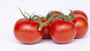 Gingergirl:  Getting the most from homegrown tasty tomatoes