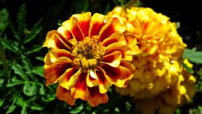 Gardening with James Vaughan: Gathering seeds from flowers