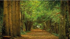 If you go down to the woods today in Tipperary - you'll find Suaimhneas sna Coillte