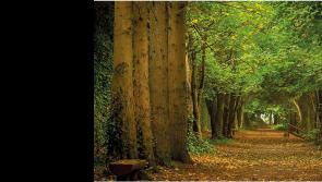 A haven in Tipperary for artists and writers - Suaimhneas sna Coillte