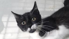 Tipperary Friends of Animals SPCA - cat neutering scheme