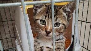 Mo Chara: Gorgeous furry friends looking for their forever homes