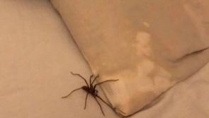 Spiders set to invade Tipperary homes