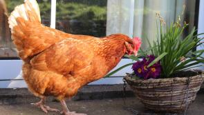 Charity appeals to Tipp homeowners to adopt rescue hens
