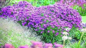 Carrick-on-Suir Library to host gardening talk 