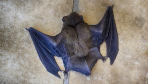Biodiversity training on bats for Tidy Towns and community groups