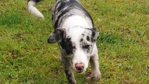 Mo Chara: Beautiful Bean, the Blue Merle Collie girl