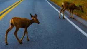 Tipperary councillors raise concerns over deer wandering on this national route