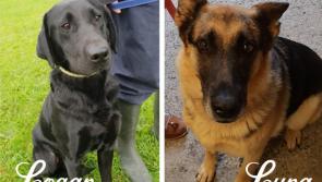 Mo Chara: The Lovely Logan & Luna
