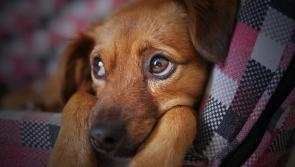Govt outlines rules for Ukrainian refugees bringing pets to Ireland