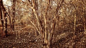 Gardening with James Vaughan: Halloween in the garden