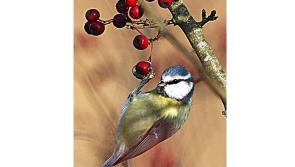 Birdwatch Ireland to host an illustrated talk in Cabragh Wetlands