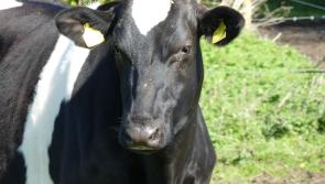 Glanbia to pay 29 cpl for October milk