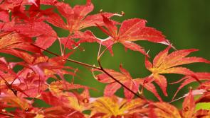 Gardening with James Vaughan: Autumn colour