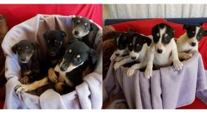 Mo Chara:  Puppies galore at Mo Chara