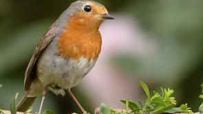 Despite our return to nature during lockdown, report highlights state failure to save biodiversity 