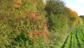 Value of hedgerows overlooked in CAP proposals insist Tipperary group