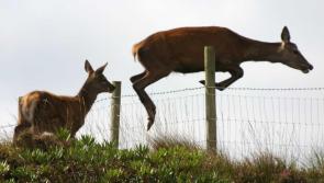 Tipperary farming: confirmation of TB link to deer 'must be part of eradication policy'