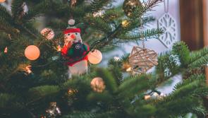 Gardening with James Vaughan: Christmas trees
