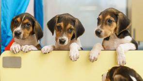 Warning about dog snatcher in operation around mid Tipperary