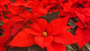 Gardening with James Vaughan: Christmas plants gift ideas