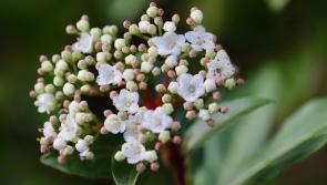 Gardening with James Vaughan:  Great gardening weather