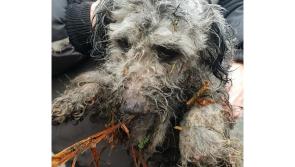 Mo Chara:  Miniature poodle Noel is on the mend