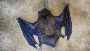 North Tipperary Development Company conduct bat survey