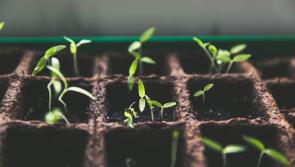 Energia to give  GROWBoxes  to Tipp gardeners in a bid to  help Get Ireland Growing