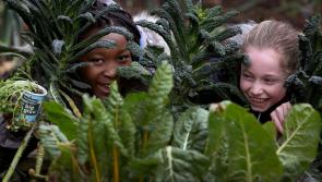  innocent and GIY ‘Big Grow’ kits now available for primary schools