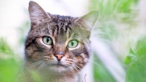 Tipperary Friends of Animals running free cat neutering voucher scheme